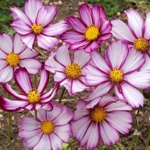 200 Cosmos Picotee Flower Seeds Bipinnatus Grown Seed Garden Fresh USA Shipping - £5.38 GBP