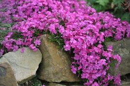 100 McDaniel&#39;s Cushion Phlox Seeds - $8.49