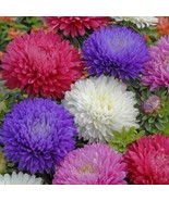 KB 50 Seeds Ostrich Feather Mix Aster Seeds Flower Seeds 1231 Herb Garde... - $195.05 MXN