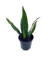 Variegated Snake Plant, 4 inch, Green Dracaena trifasciata - £11.01 GBP