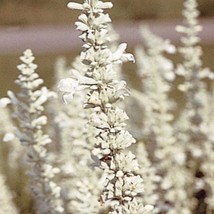 Salvia White Victory Seeds Flower Seeds Fresh Garden USA Shipping - $9.30