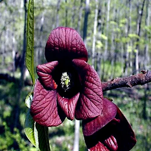 Stratified Paw Paw Fruit Tree Seeds Asimina Triloba) Indian Banana Hardy Plant - $10.50