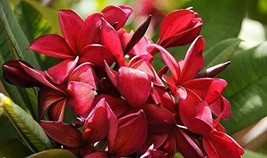 2 Ruby Red Plumeria Rare Red Plumeria 8-12 Inch Branch Cuttings Beautiful Rare - £38.27 GBP