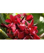 2 Ruby Red Plumeria Rare Red Plumeria 8-12 Inch Branch Cuttings Beautifu... - £35.79 GBP