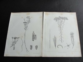 1850&#39;s Lithograph, Botany-Plate&#39;s V &amp; VI, Pub.by Ackerman Set of 2 Art Print&#39;s. - £14.47 GBP