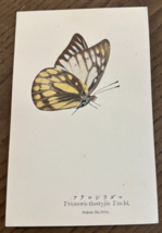 REAL Butterfly Prioneris Double Latin Nawa Entomology Japan 1910 Postcard - $22.58