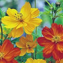 Bright Lights Cosmos 100+ Seeds Newly Harvested, Beautiful Bright Flower - £2.33 GBP