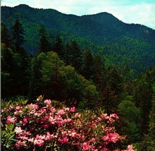 Great Smoky Mountains National Park Rhododendrons in Bloom Vtg Chrome Postcard - £2.37 GBP