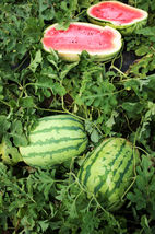 20 Pcs Jubilee Watermelon Seeds #MNTS - £6.29 GBP