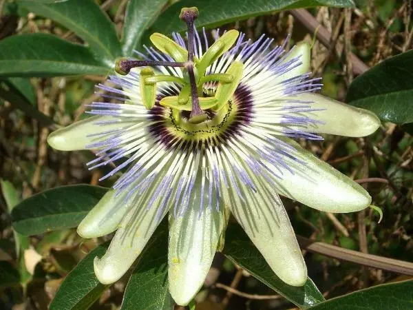 US Seller Passiflora Caerulea Jesus Flower Hardy Passion Flower Blue Crown 25 Se - £24.85 GBP
