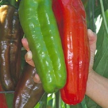 25 Pepper Giant Marconi Sweet Pepper Fresh Seeds USA Seller - £14.13 GBP