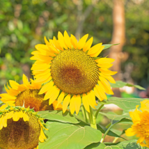 Giant Sunflower Teddy Bear - 40 Seeds - $6.54