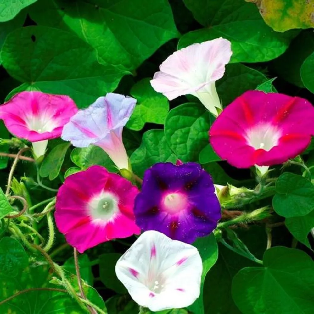 KS Morning Glory Mixed Flower Organic Non Gmo Planting 50 Seeds  - £8.01 GBP