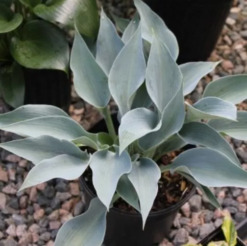Hosta Bluebird Of Happiness Small Thick Blue New 2.5 Inch Pot  - $44.24