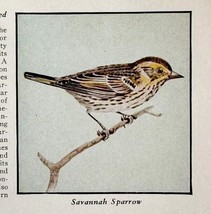 Savannah Sparrow Bird Print 1931 Blue Book Birds Of America Animals Art ... - $19.99