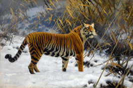 Framed Canvas Art Print Giclee A Tiger Prowling In The Snow - £31.81 GBP+