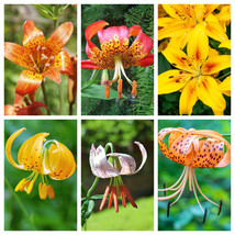 JGBOS Sell 15 Western Hybrids Lily Tiger Leopard Lemon Alpine Color Mix Lilium F - £6.94 GBP