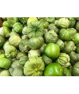 KBT 100 Rio Grande Verde Tomatillo Seeds Bulk Seeds - $367.97 MXN