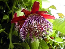 Exotic Passiflora quadrangularis 10 Seeds - Giant Granadilla - £13.62 GBP