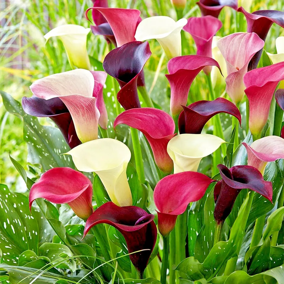 Purple Rain Mixed Calla Lily Flower Bulbs - $47.21
