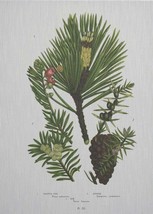 Wall Art Print 19th C Botanical Pine Cone and Foliage Pinecone 47x65 65x47 - £568.06 GBP