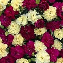 30+ Fizz Bananaberry Carnation Flower Seeds Dianthus Fragrant - £7.91 GBP