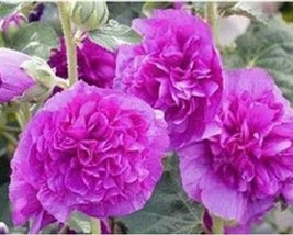 15+ Hollyhock Violet Double Chaters Flower Seedsa15 Fresh - £9.63 GBP