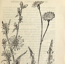 1905 Chicory Fall Dandelion Wild Flower Print Pen &amp; Ink Lithograph Antique  - £13.93 GBP