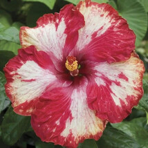 BEST 25 Seeds Easy To Grow Red White Hibiscus Flowers Floral - $10.00