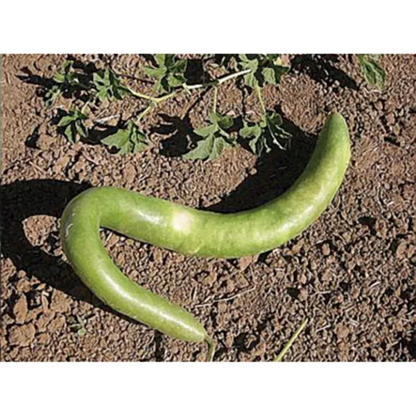 Italian Edible Gourd Summer Squash Seeds 10 Seeds Packet Grows Up To 4 Feet Usa  - £15.08 GBP