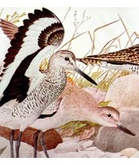 Willett And Upland Plover 1936 Bird Lithograph Color Plate Print DWU12C - $24.99