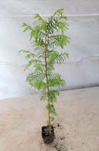 DAWN REDWOOD TREE STARTER LIVE PLANT - £63.94 GBP