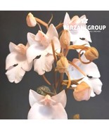 HABENARIA CARNEA TERRESTRIAL ORCHID TUBER - $730.14 MXN