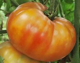 25 Seeds Big Rainbow Tomato Seeds - £17.16 GBP