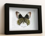 Green Swallowtail Battus Madyes Real Butterfly Framed Entomology Shadowbox - $62.00