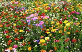 Wildflower Mix Cut Flowers Beautiful Blooms Heirloom Usa Nongmo 500 Seeds Seeds  - £8.25 GBP