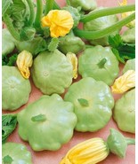 10 Seeds Lunar Eclipse Patty Pan Scallops Summer Squash F1 Hybrid  - $2.86