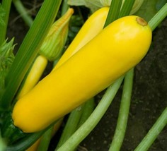 BStore Golden Zucchini Seeds 30 Summer Squash Vegetables Garden Healthy - $8.59