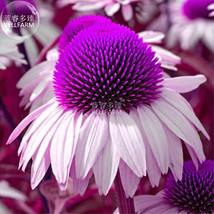 New Fresh Echinacea White Petals Purple Centre Perennial Flower Seeds 30... - $5.23