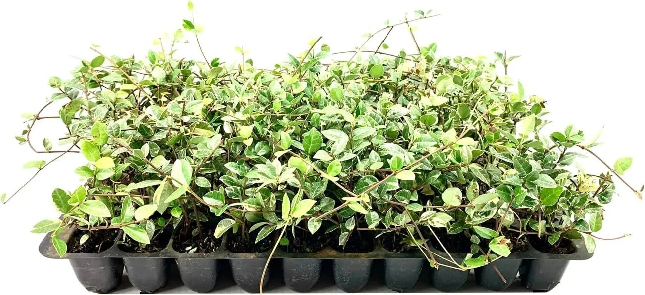 Variegated Asiatic Jasmine Minima Live Plants Easy-Grow Ground Cover  - £31.99 GBP