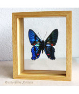 Ancyluris Meliboeus Metallic Swordtail Butterfly Entomology Double Glass... - $1,387.31 MXN
