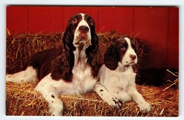 Springer Spaniel Mother And Puppy Dog Vintage Postcard Chrome Cute Animals Pup - £10.81 GBP