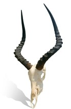 Real Impala Skull - Genuine Impala  Skull - African Antelope Cranium Tax... - $243.95 CAD