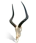 Real Impala Skull - Genuine Impala  Skull - African Antelope Cranium Tax... - $3,430.56 MXN