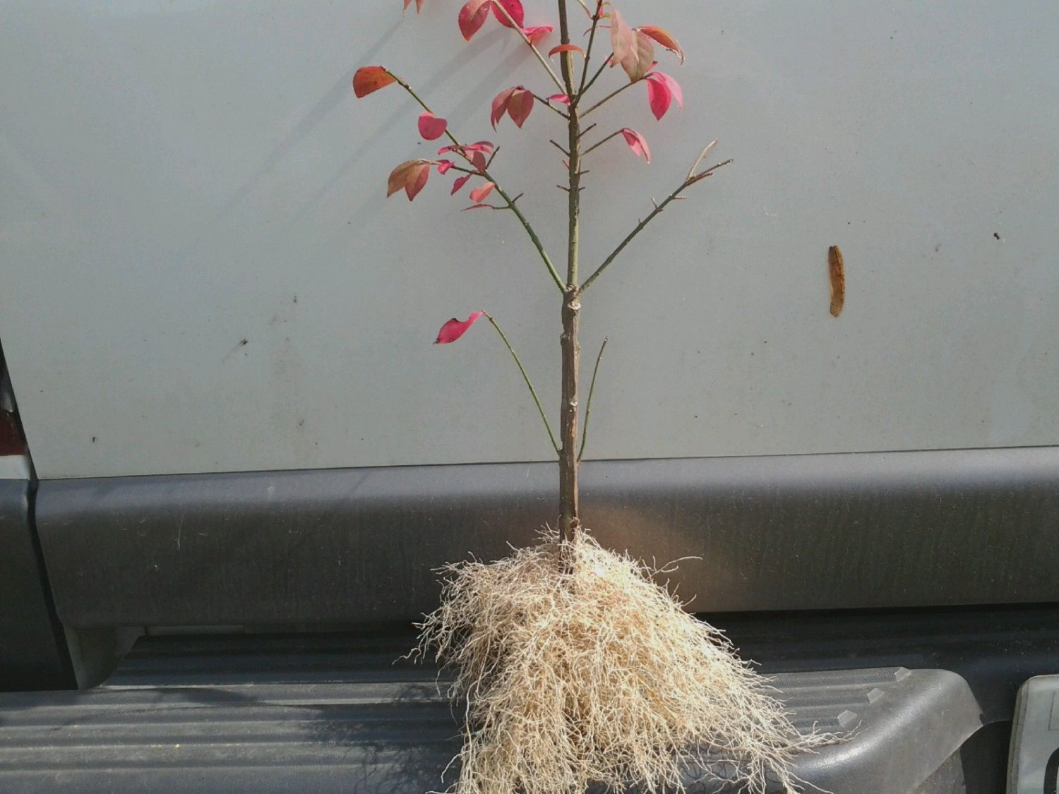 10 Dwarf Burning Bush bare root plants-Euonymus alatus hardy shrub ...