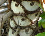Sale 15 Seeds Lacy Tree Philodendron Split Leaf Cutleaf Selloum House Pl... - £8.03 GBP