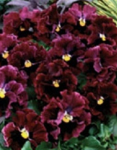 30 Pc Seeds Burgundy Ruffled Frizzle Sizzle Pansy Flower, Pansy Seeds | RK - £11.74 GBP