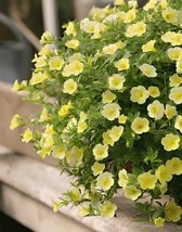 200 Seeds Mini Calibrchoa Million Bells Annual Flower Bonsai Seeds - $11.41