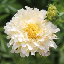 Marigold Kilimanjaro White, 30 Seeds R - £11.27 GBP