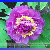 Jin Xiuqiu Multi Petalled Purple Peony Flower Seeds 5 Seeds Light Fragra... - £4.63 GBP